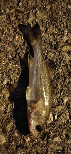 セイゴ（マルスズキ）の釣果