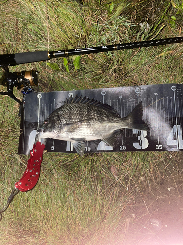 チヌの釣果