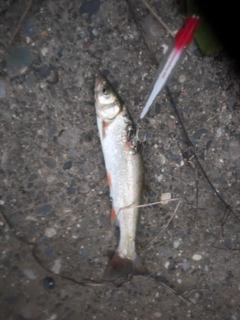 ウグイの釣果