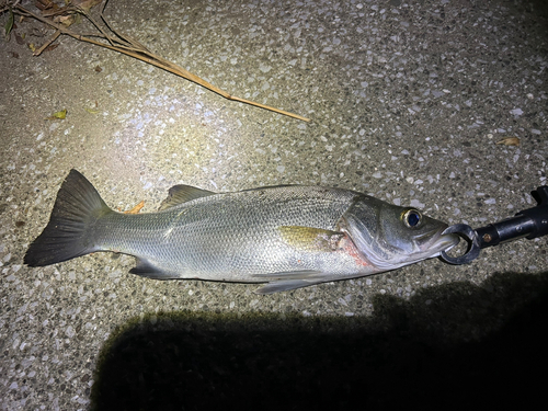 ヒラスズキの釣果