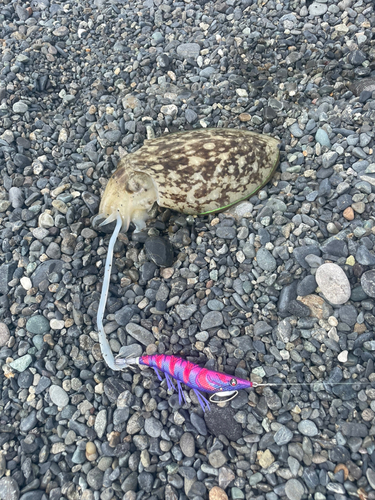 コウイカの釣果