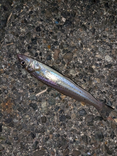 キスの釣果