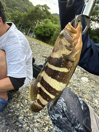 アオハタの釣果