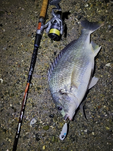 キビレの釣果