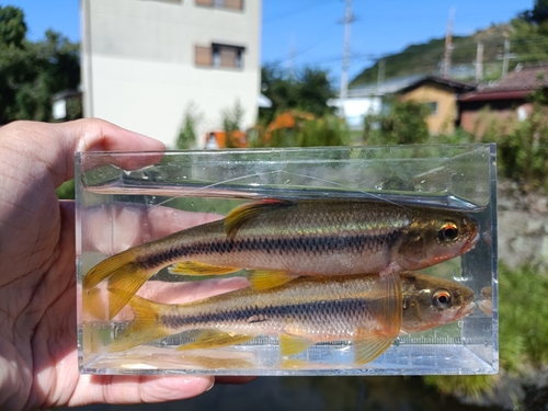 カワムツの釣果