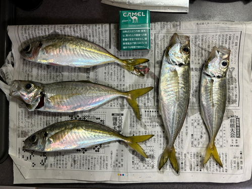 アジの釣果