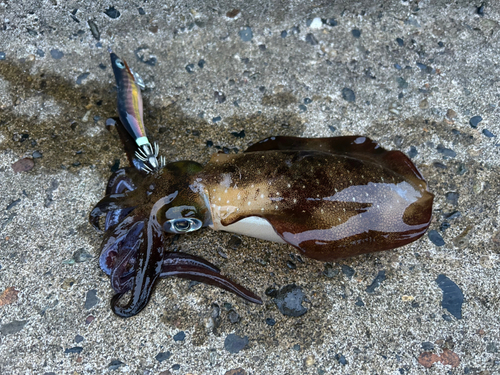 アオリイカの釣果