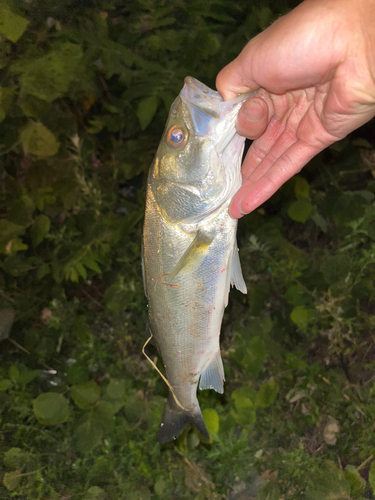 セイゴ（マルスズキ）の釣果