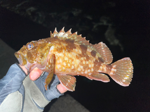 カサゴの釣果