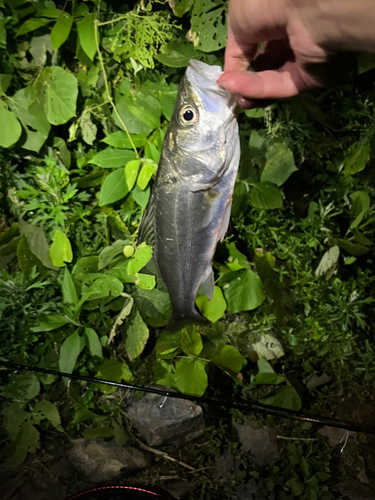 セイゴ（マルスズキ）の釣果