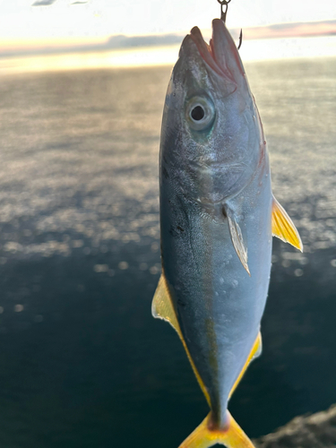 ワカシの釣果