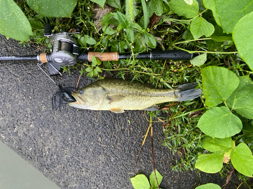 ブラックバスの釣果