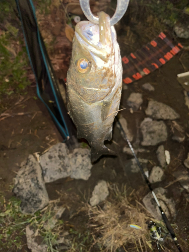 セイゴ（マルスズキ）の釣果