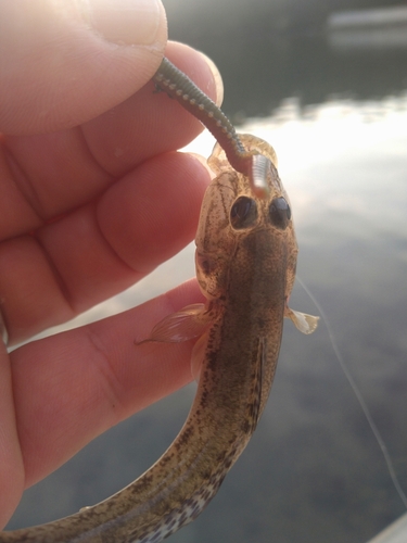 ハゼの釣果