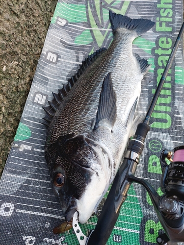 チヌの釣果