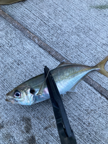 マアジの釣果