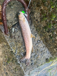 アメマスの釣果