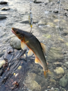 アユの釣果