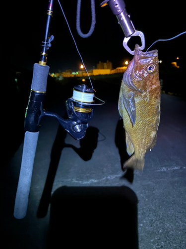 ガヤの釣果