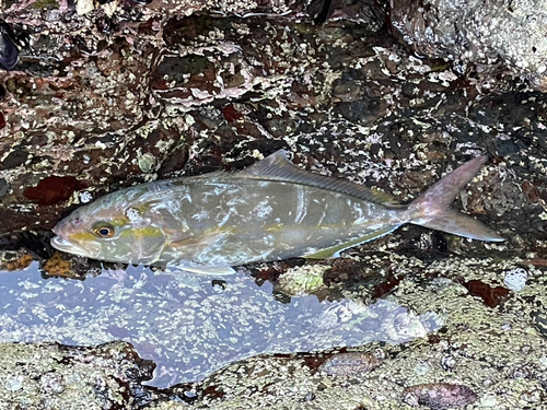 ショゴの釣果