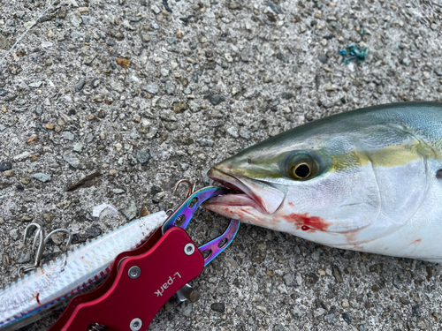 ハマチの釣果