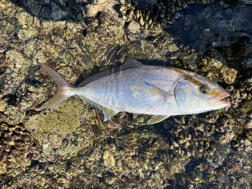 ネイリの釣果