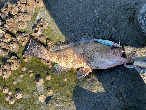 オオモンハタの釣果