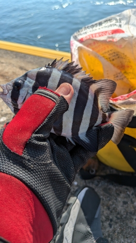 サンバソウの釣果