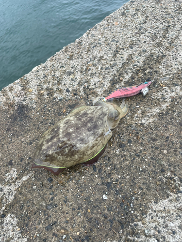 コウイカの釣果