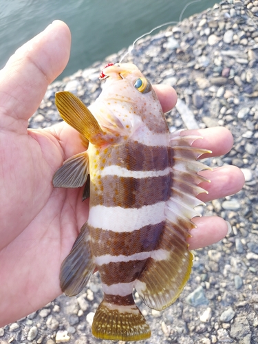 アオハタの釣果