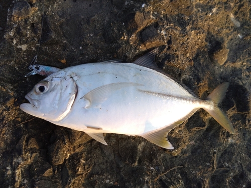 メッキの釣果