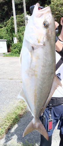 カンパチの釣果