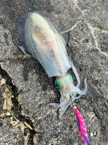 アオリイカの釣果