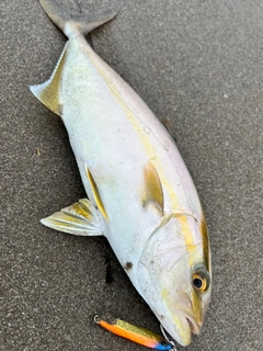 ショゴの釣果