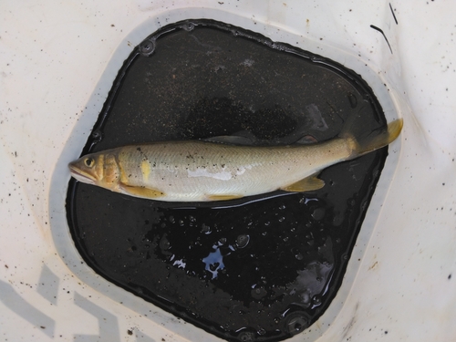 アユの釣果