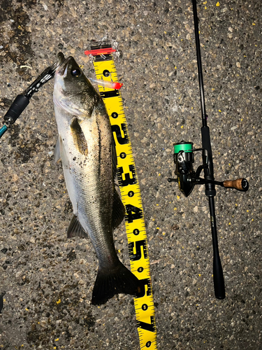 シーバスの釣果