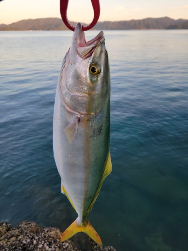 ヤズの釣果