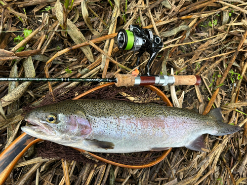 ニジマスの釣果