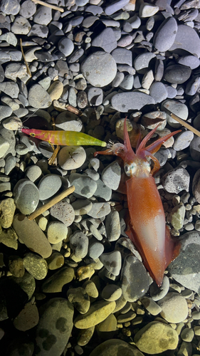 マイカの釣果