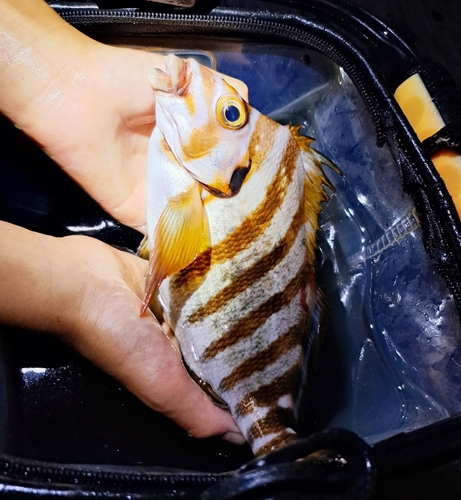 タカノハダイの釣果