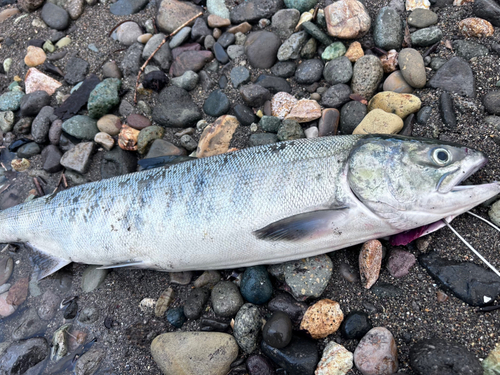 アキアジの釣果