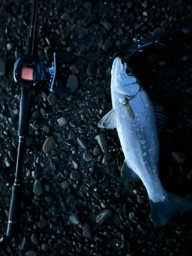 スズキの釣果