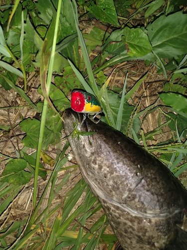 ライギョの釣果