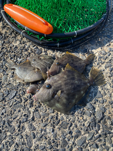 カワハギの釣果