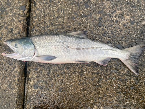 アキアジの釣果