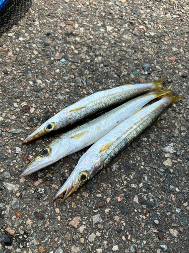 カマスの釣果