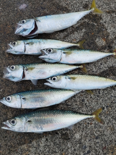 サバの釣果