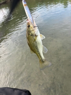 ニゴイの釣果