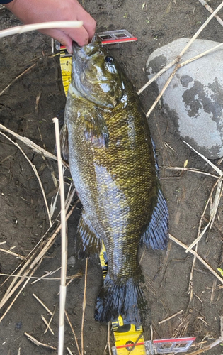 スモールマウスバスの釣果