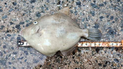 カワハギの釣果